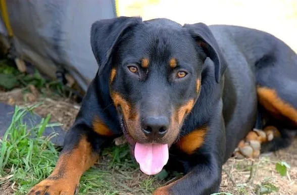 Французская овчарка (10)13