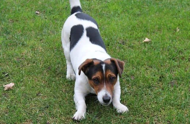 Джек-рассел-терьер (26)23