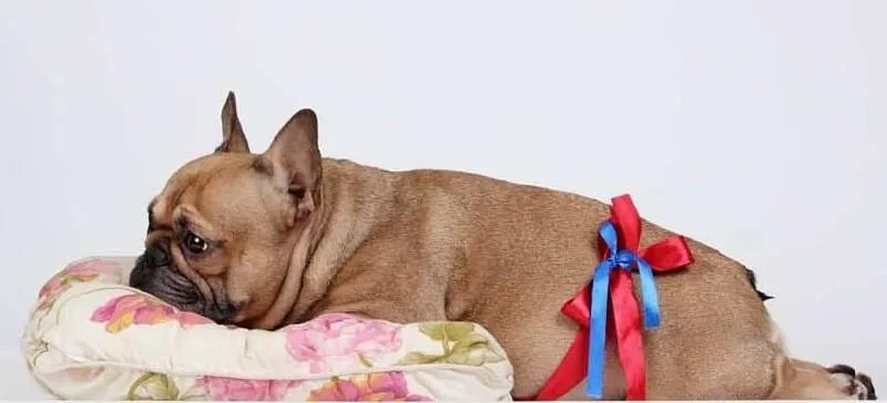 Как проходят роды у французского бульдога: процесс и советы по уходу1