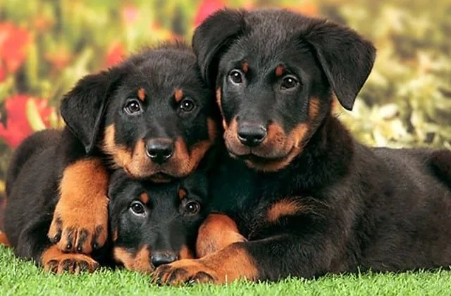 Французская овчарка (7)10