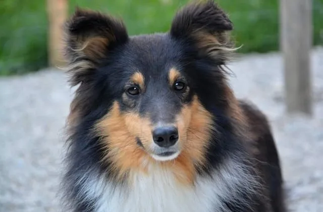 Карликовые колли (шелти) (29)17