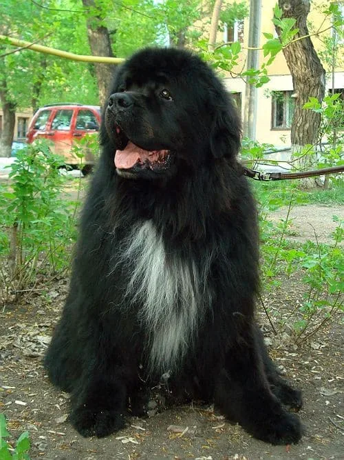 Ньюфаундленд: полное руководство по истории, стандартам породы и уходу за московским водолазом2