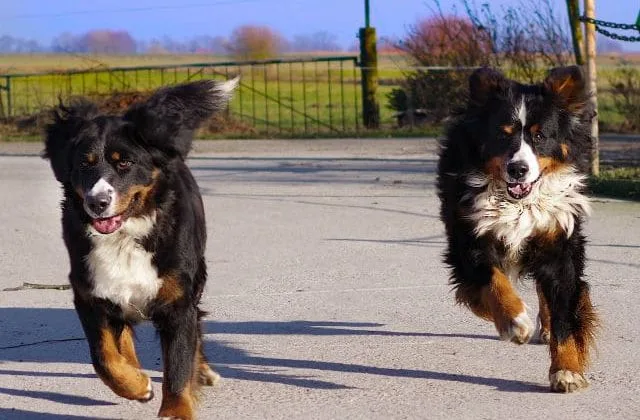 Бернский зенненхунд (21)13