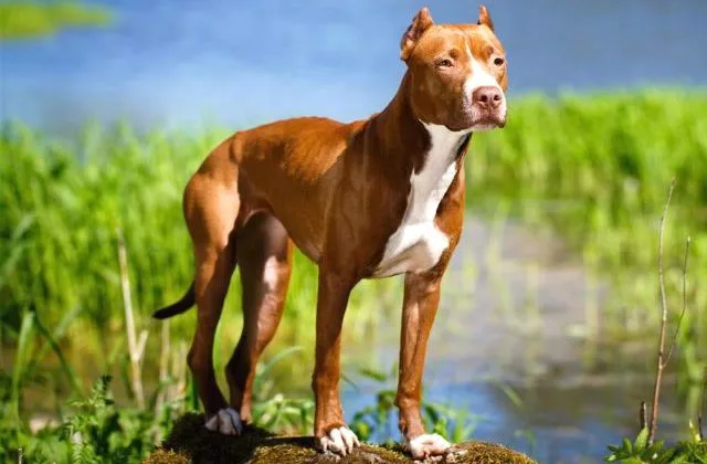 Американский питбультерьер (6)12