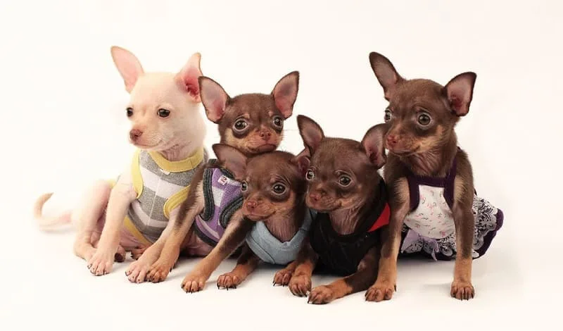 Тойтерьер: полное руководство по уходу за щенками и взрослыми собаками4