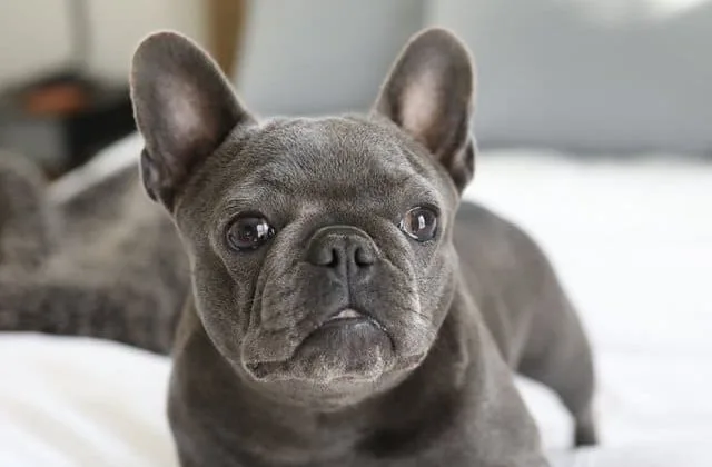 Французский (мини) бульдог (2)18
