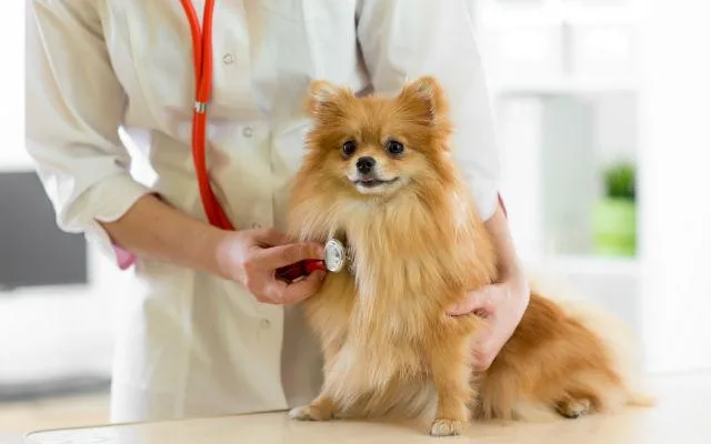Как защитить померанского шпица от болезней: правила и особенности вакцинации для здоровья вашего питомца2