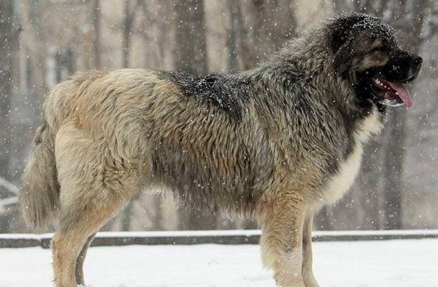 Кавказская овчарка (5)10