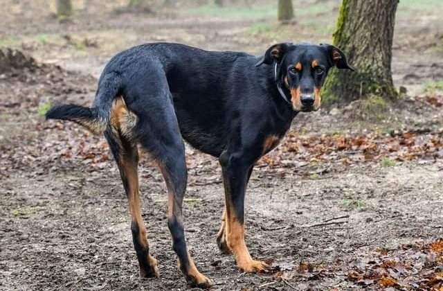 Босерон (10)14