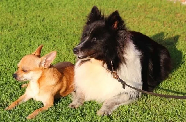 Карликовые колли (шелти) (14)26