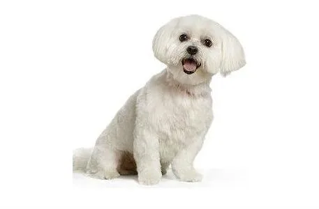 Болонка мальтийская (2)9