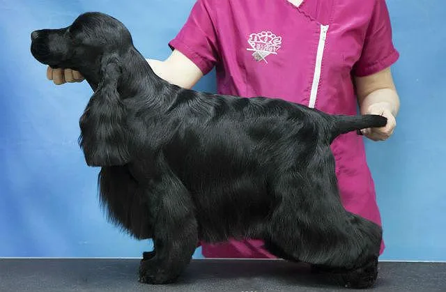 Виды и особенности стрижек кокер-спаниелей: советы по домашнему грумингу для идеальной шерсти1