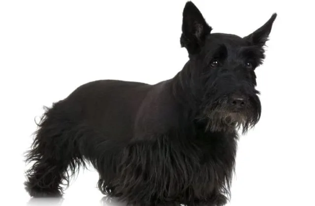 Скотч-терьер(0)21