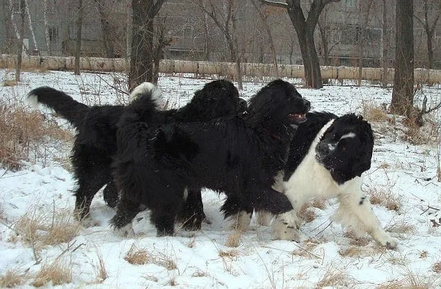 Ньюфаундленд водолаз (6)12