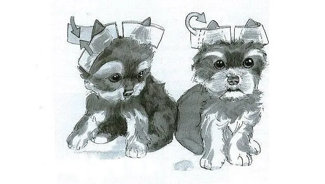 Как правильно поставить уши йоркширскому терьеру: шаги и советы3