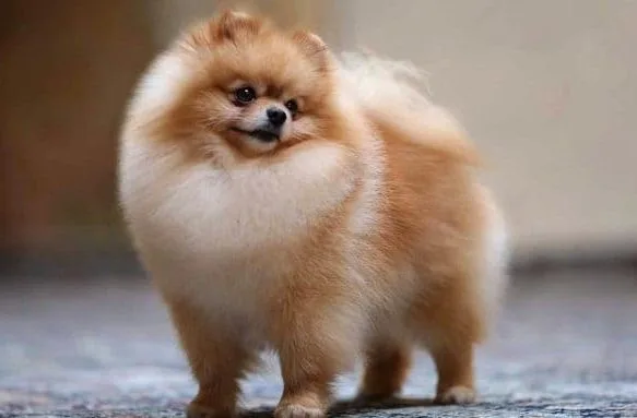 Померанский шпиц медвежьего типа (25)20