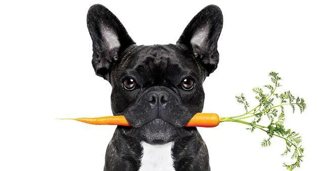 Вакцинация французских бульдогов: как защитить собаку от преждевременной смерти и болезней?3