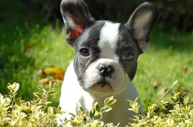 Французский бульдог (6)20