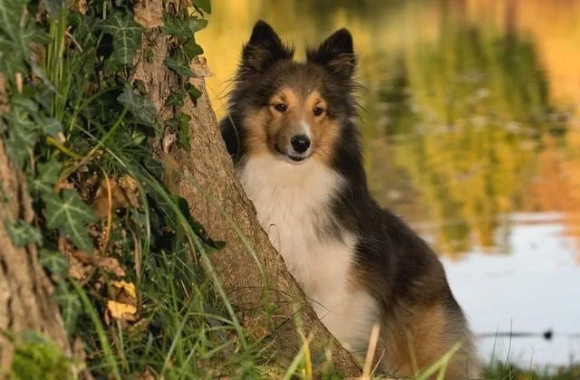 Карликовые колли (шелти) (21)21