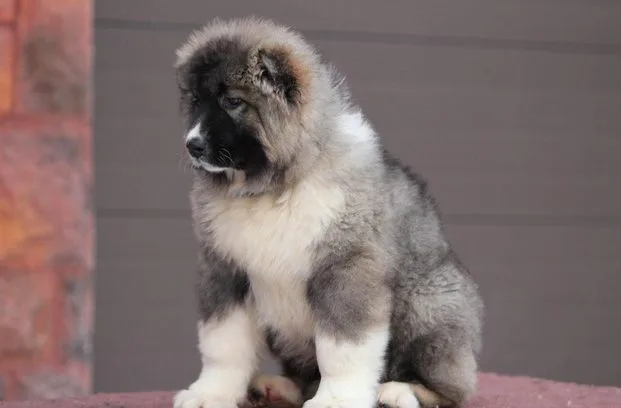 Кавказская овчарка (14)17