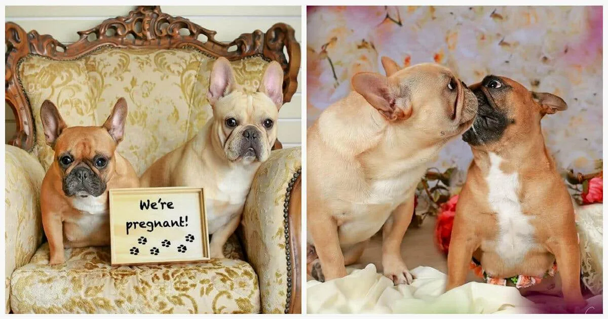 Как проходят роды у французского бульдога: процесс и советы по уходу5