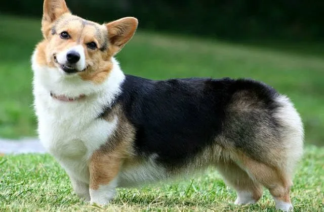 Вельш-корги-кардиган15