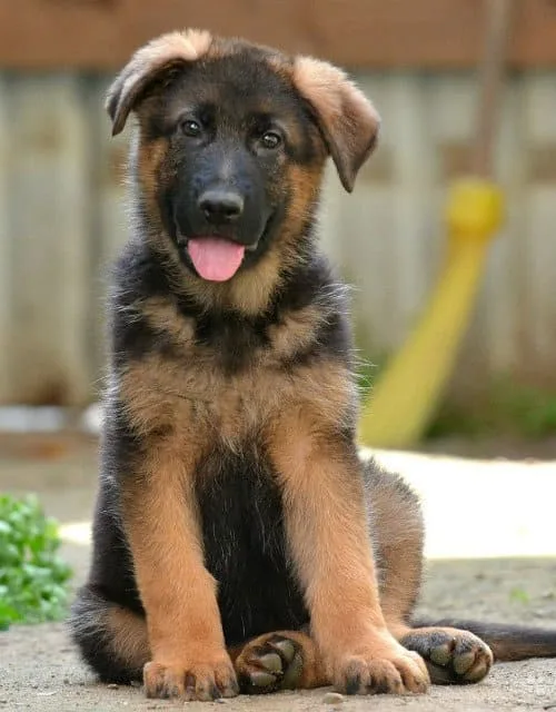 Смена зубов у щенка немецкой овчарки: советы по уходу и помощи питомцу3