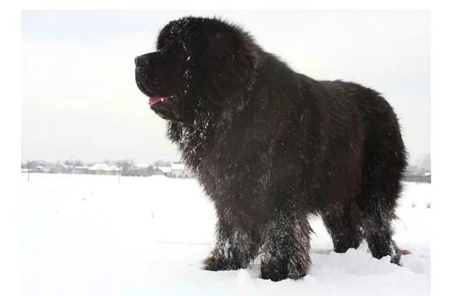 Ньюфаундленд водолаз (7)8