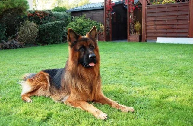 Длинношерстная немецкая овчарка (7)8