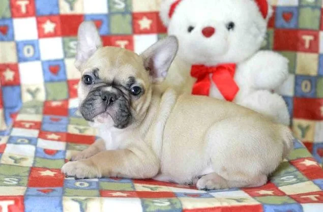 Французский мини бульдог (13)11