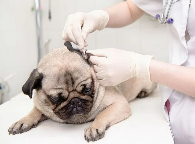 Аллергия в ушах у мопсов, французских бульдогов и йорков: как вовремя распознать и эффективно вылечить3