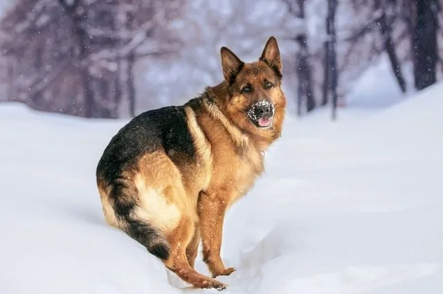 Правильный уход и содержание немецкой овчарки: советы и рекомендации для владельцев4