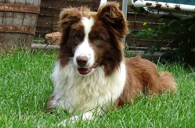 Бордер колли (26) Бордер колли (26)10