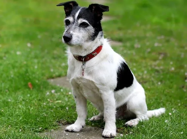 Уход и содержание джек-рассел-терьера: советы и секреты для здоровья и счастья вашего питомца4
