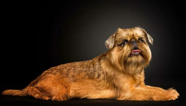 Брюссельский гриффон: отважный крысолов с экстравагантной внешностью и характером2