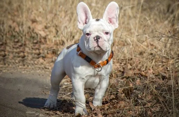 Французский бульдог (25)11