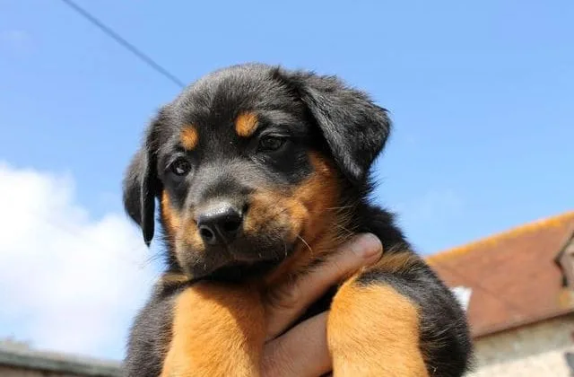 Французская овчарка (1)16