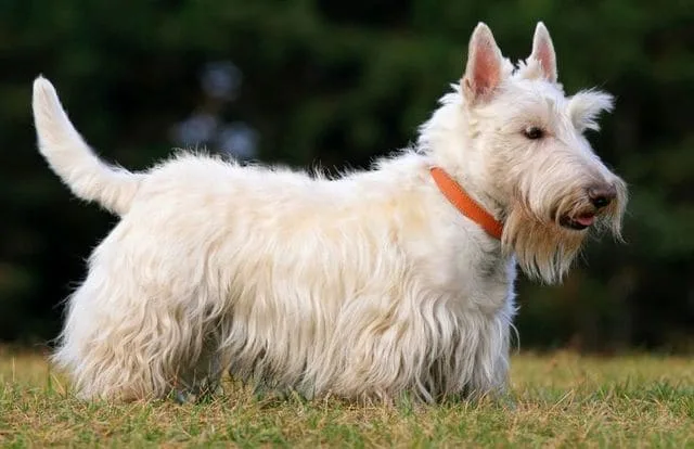 Скотч-терьер: джентльмен из Шотландии, любимец президентов и гениев с уникальным характером4