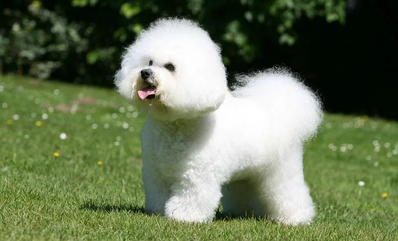 Бишон фризе: озорной питомец с привлекательной игрушечной внешностью3