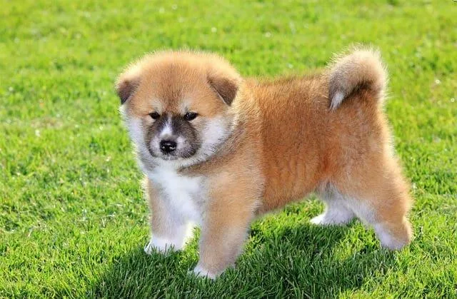 Как выбрать имя для щенка акита-ину: советы по выбору клички для мальчиков и девочек2