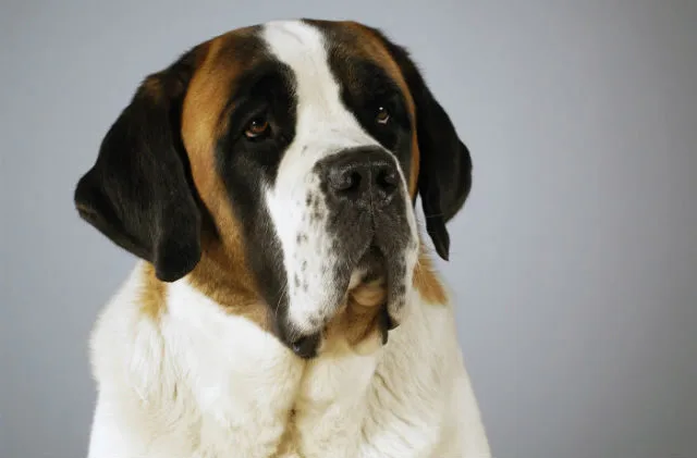 Крпуная порода-сенбернар17