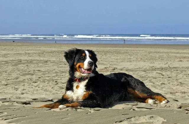 Бернский зенненхунд (12)15