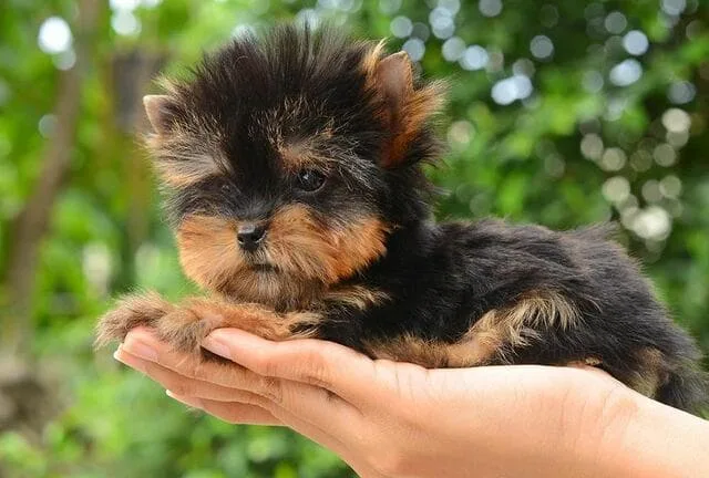 Мини-йоркширский терьер: отважный крысолов размером с мышку и его особенности ухода2