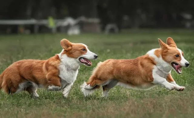 Вельш-корги-кардиган: улыбчивый пастушонок и королевский питомец5