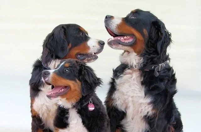 Бернский зенненхунд (24)19