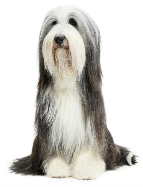 Бородатый колли: лохматый друг человека и идеальный компаньон для семьи4