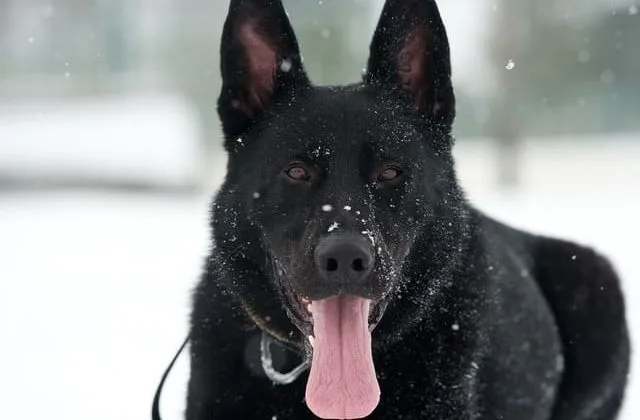 Восточно-европейская овчарка (1)7