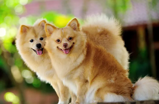 Померанский-шпиц-лисьи16