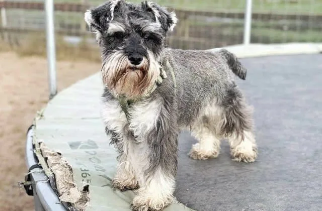 Цвергшнауцер (5)13