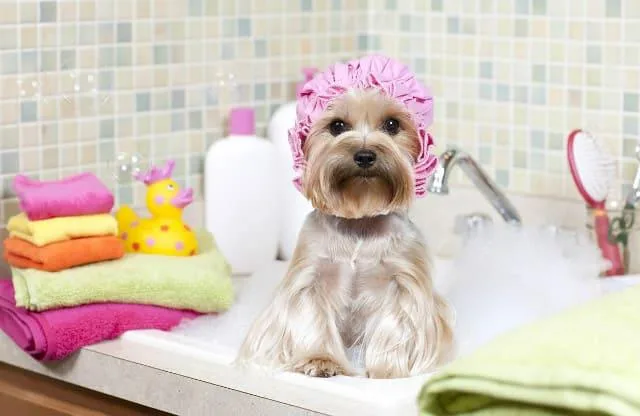 Уход за йоркширским терьером: советы и рекомендации для владельцев4